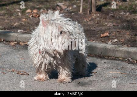 Carino scotch bianco terrier su park alley nella giornata di sole Foto Stock