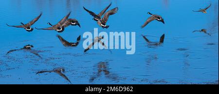 Canada Geese volare appena sopra uno stagno su un ramo del fiume Grand (Neosho) a Fort Gibson, Oklahoma. (USA) Foto Stock
