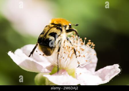 Beetle sembra ape su fiore Foto Stock