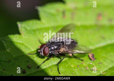 Sole primavera giorno volare seduta sulla foglia Foto Stock