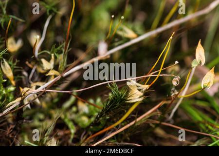 Macro immagine del muschio nella foresta Foto Stock