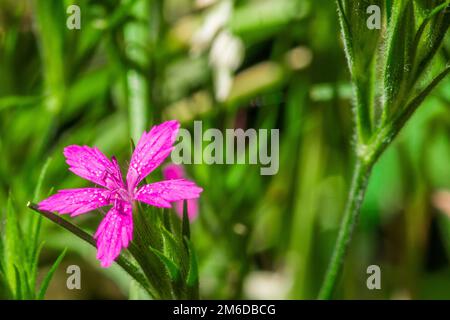 Bel fiore rosa sul prato Foto Stock