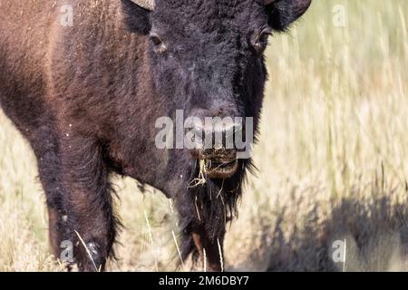 Selvaggio bisonte americano, chiamato anche Buffalo, in un programma di conservazione a Antelope Island, Utah, Stati Uniti. Foto Stock