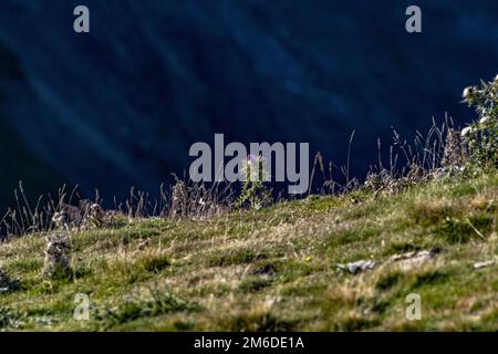 Europa Francia alti Pirenei 2018 : Una pianta solitaria Thistle illuminata da un'alba precoce sulla montagna Foto Stock