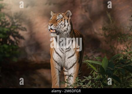 Splendida tigre siberiana che mostra i suoi denti Foto Stock