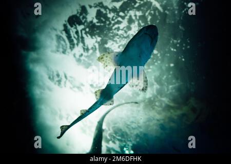 Bocca piena di squalo, pinne e ventre prese dal basso con la superficie d'acqua sullo sfondo Foto Stock