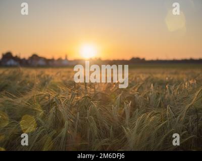 Cornfield al tramonto Foto Stock