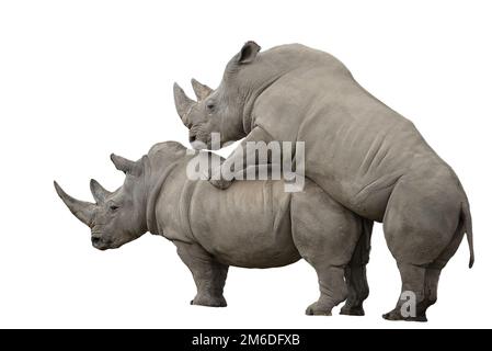 Due rinoceronti bianchi che fanno l'amore - isolato su bianco Foto Stock
