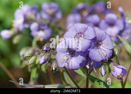 Primo piano fioritura di Polemonium caveruleum Foto Stock