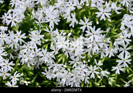 Un primo piano dei fiori bianchi di flox striscianti fioriscono in giardino in una giornata di sole Foto Stock