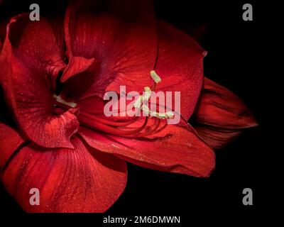 Primo piano del fiore rosso Amaryllis Foto Stock