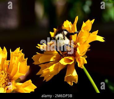 Un nettare orientale di raccolta di ape bumble forma un fiore di tickseed nel giardino in una giornata di sole con sfondo sfocato Foto Stock