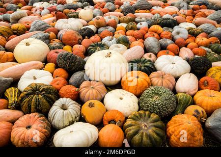 Halloween molti tipi diversi di zucca Foto Stock