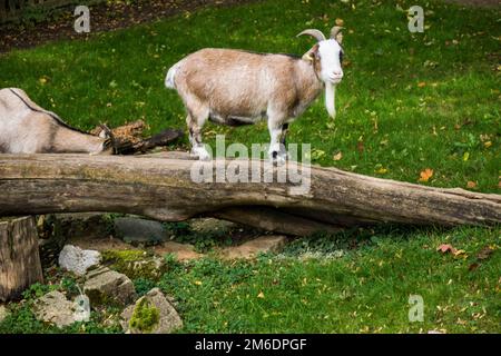 Fattoria animale capra equilibrando su albero Foto Stock