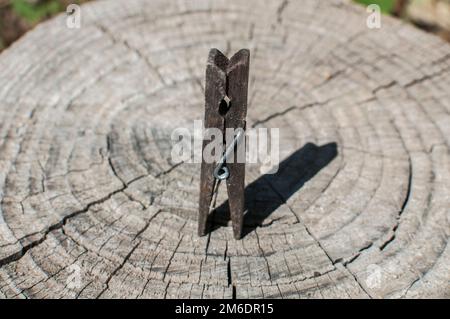 Vecchia spina di abbigliamento di legno stagionato su vecchio tronco di albero tagliato superficie primo piano Foto Stock