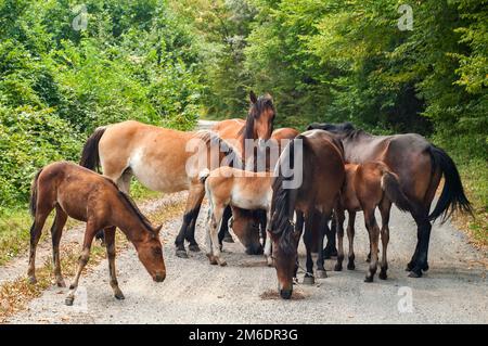 Mandria di cavalli in primo piano sulla strada di campagna Foto Stock