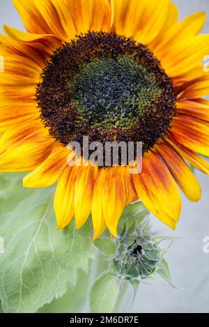 Fioritura di girasole e bud. Freschi di splendidi fiori Foto Stock