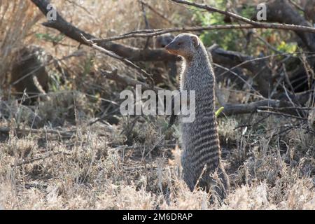 Bandì una mangusta nella savana africana vicino agli arbusti Foto Stock