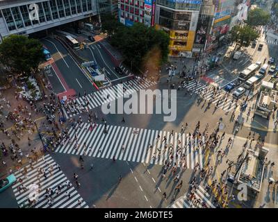 Shibuya, Giappone - 23 9 19: Persone che attraversano Shibuya Crossing in serata con l'attraversamento completo in vista Foto Stock