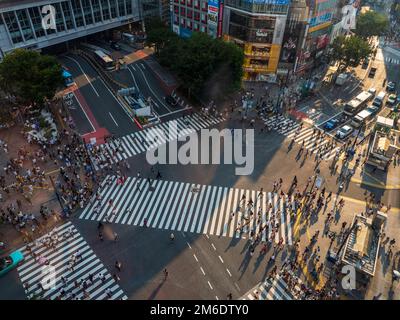 Shibuya, Giappone - 23 9 19: Persone che attraversano Shibuya Crossing in serata con l'attraversamento completo in vista Foto Stock