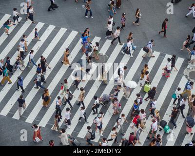 Shibuya, Giappone - 23 9 19: Persone che attraversano Shibuya Crossing in serata con l'attraversamento completo in vista Foto Stock