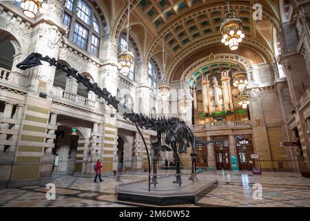 Foto del file datata 22/01/19 di Dippy, il famoso scheletro del Diplodocus del Museo di Storia Naturale di Londra. La popolare mostra di dinosauri, che ha attirato milioni di visitatori in tutto il paese, si dirige a Coventry. La Herbert Art Gallery & Museum della città ospiterà lo scheletro di replica lungo 26 metri per tre anni, a partire dal 20 febbraio, in tempo per l'inizio delle vacanze di metà periodo primaverili. Data di emissione: Mercoledì 4 gennaio 2023. Foto Stock