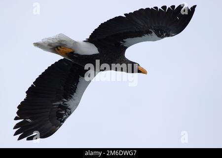 L'aquila di mare di Stellers che vola sopra una collina in una giornata di inverno Foto Stock