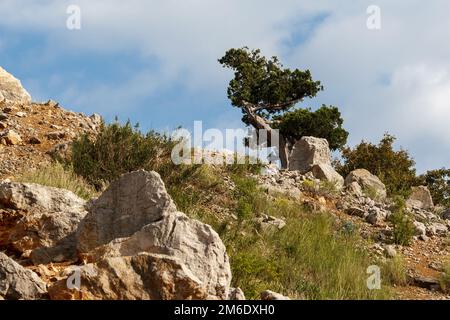 Albero solitario nelle rocce contro il cielo Foto Stock