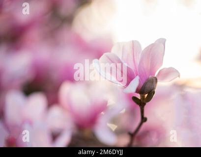 Fiore di magnolia di loto Foto Stock