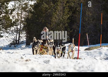 Grau Roig Andorra : FEB 18 2020 : slitte trainate da cani in Grau Roig. Stazione di Grandvalira, Grau Ro Foto Stock