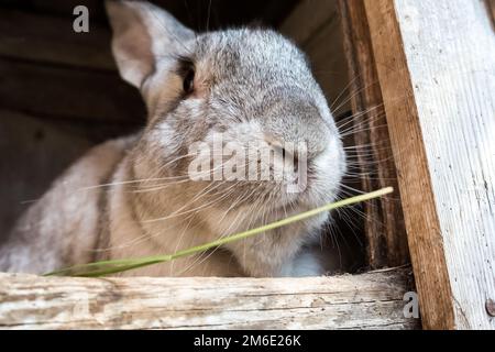 Coniglio vecchio nella gabbia. Conigli domestici crescenti nel giardino Foto Stock