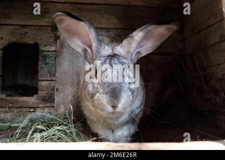 Coniglio vecchio nella gabbia. Conigli domestici crescenti nel giardino Foto Stock
