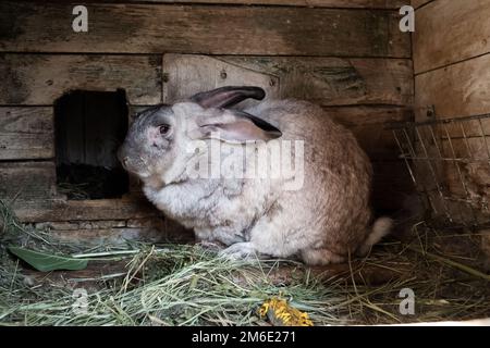 Coniglio vecchio nella gabbia. Conigli domestici crescenti nel giardino Foto Stock