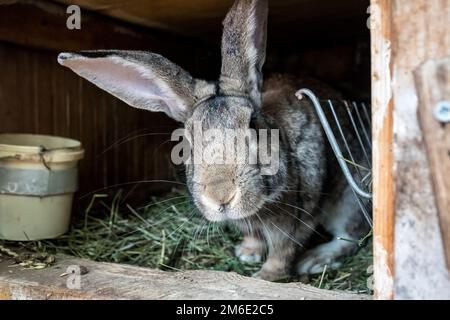 Coniglio domestico in una gabbia di legno. Animali crescenti nel giardino. Foto Stock