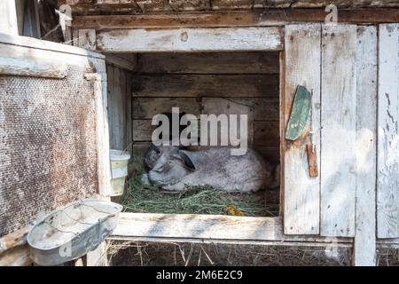 Coniglio vecchio nella gabbia. Conigli domestici crescenti nel giardino Foto Stock