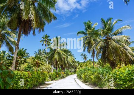 Palms Seychelles la Digue percorso vacanza vacanze viaggio paradiso simbolico immagine palma Foto Stock