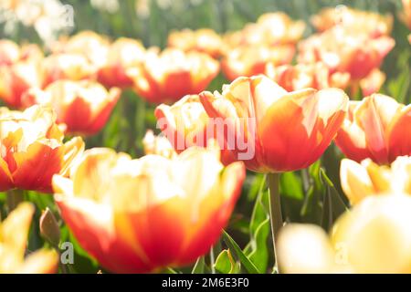 Tulipani di apertura su un campo coltivatore di fiori in primavera Foto Stock