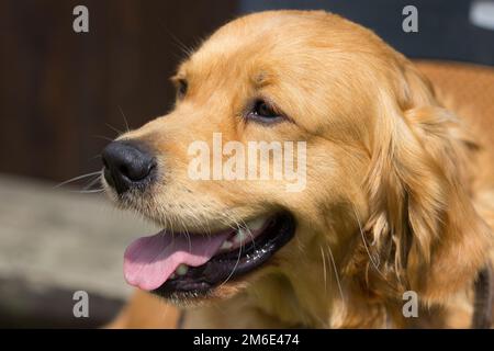 Un cane Golden Retriever Pant nel caldo d'estate Foto Stock