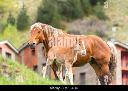 I nemici su un pascolo estivo Foto Stock