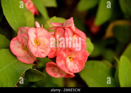 La corona di spine fiori Euphorbia milli Desmoul Foto Stock