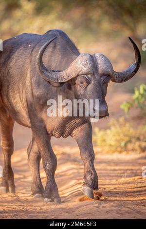 Bufalo africano a piedi verso la macchina fotografica. Foto Stock