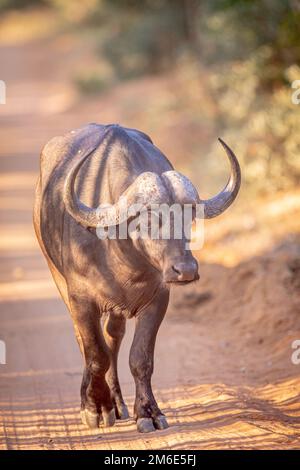 Bufalo africano a piedi verso la macchina fotografica. Foto Stock