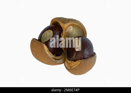 buckeye gialla (Aesculus flava). Immagine di noci isolate su sfondo bianco Foto Stock