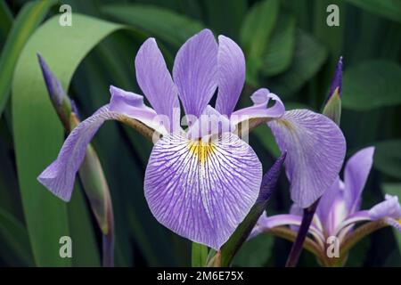 Primo piano immagine di Virginia Iris fiore (Iris virginica) Foto Stock