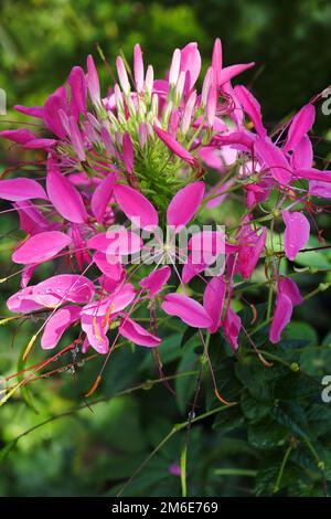 Primo piano immagine di Spider fiore (Cleome hassleriana) Foto Stock