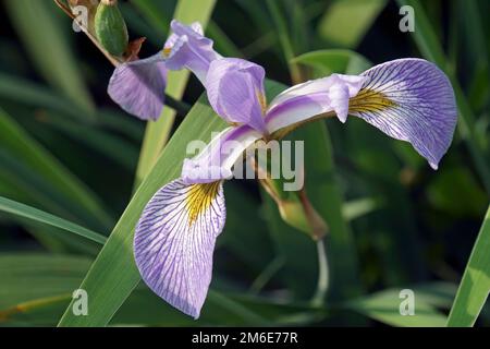 Primo piano immagine di Virginia Iris fiore (Iris virginica) Foto Stock