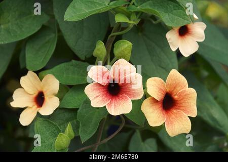 Primo piano immagine dei fiori di vite Susan dagli occhi neri (Thunbergia alata) Foto Stock
