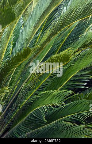 Immagine ravvicinata delle foglie di palma di Sago (Cycas revoluta) Foto Stock