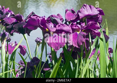 Silverband Iris (Iris ensata Silverband). Conosciuto anche come Iris ensata variegata. Foto Stock