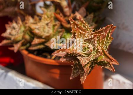 Aloe squarrosa, una specie di piante fiorite succulente della famiglia Asphodeloideae. Coltivazione di piante nel giardino di casa. Catalogna, Spagna Foto Stock